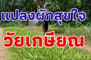 (คลิป)ต้นแบบวัยเกษียณเมืองย่าโม ผุดแผงผักสุขใจ ร่างกายแข็งแรง