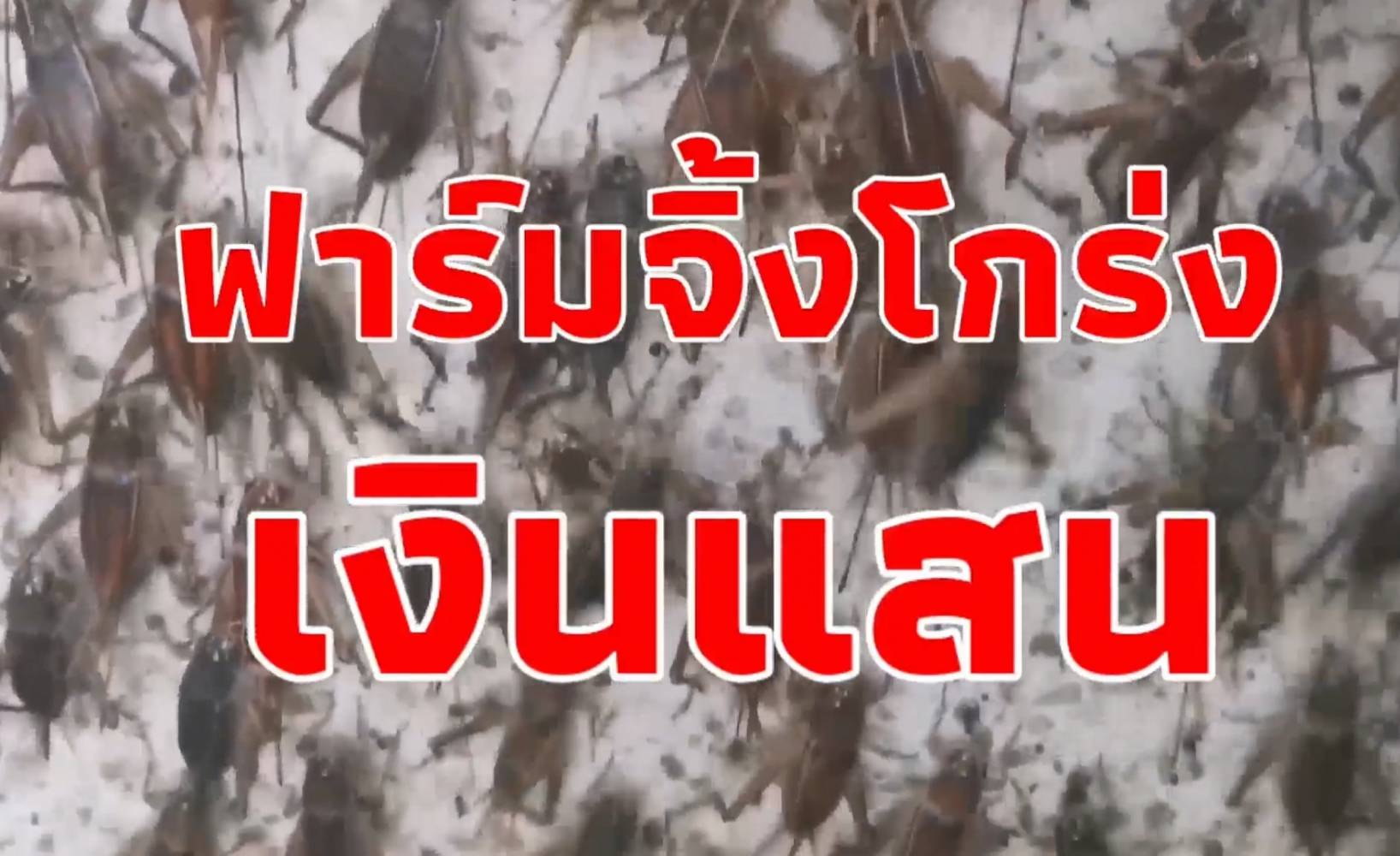 (คลิป)เลี้ยงจิ้งโกร่งส่งนอกรับเงินแสน เลี้ยงงาย รายได้งาม